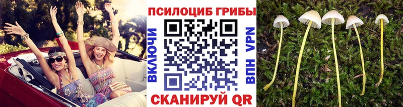 купить наркоту  Кумертау  Галлюциногенные грибы Psilocybine cubensis 